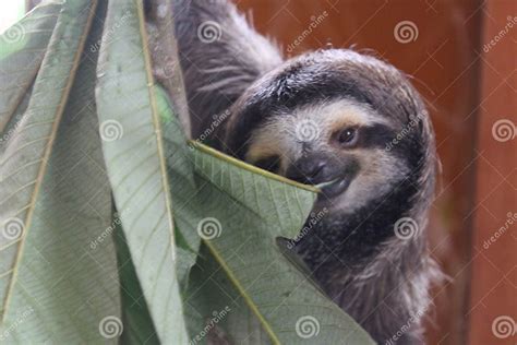 sloth svenska.